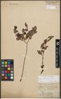 Foto von Salix starkeana Willd.